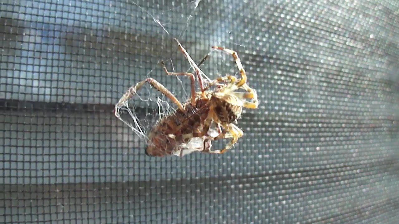Spider vs Cricket - YouTube