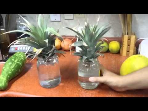 فيديو: زراعة الأناناس في المنزل