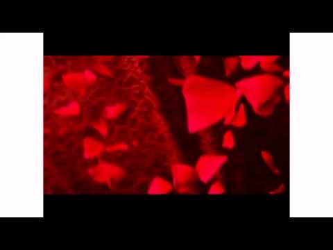 حسين العربي اليوم عرسي 