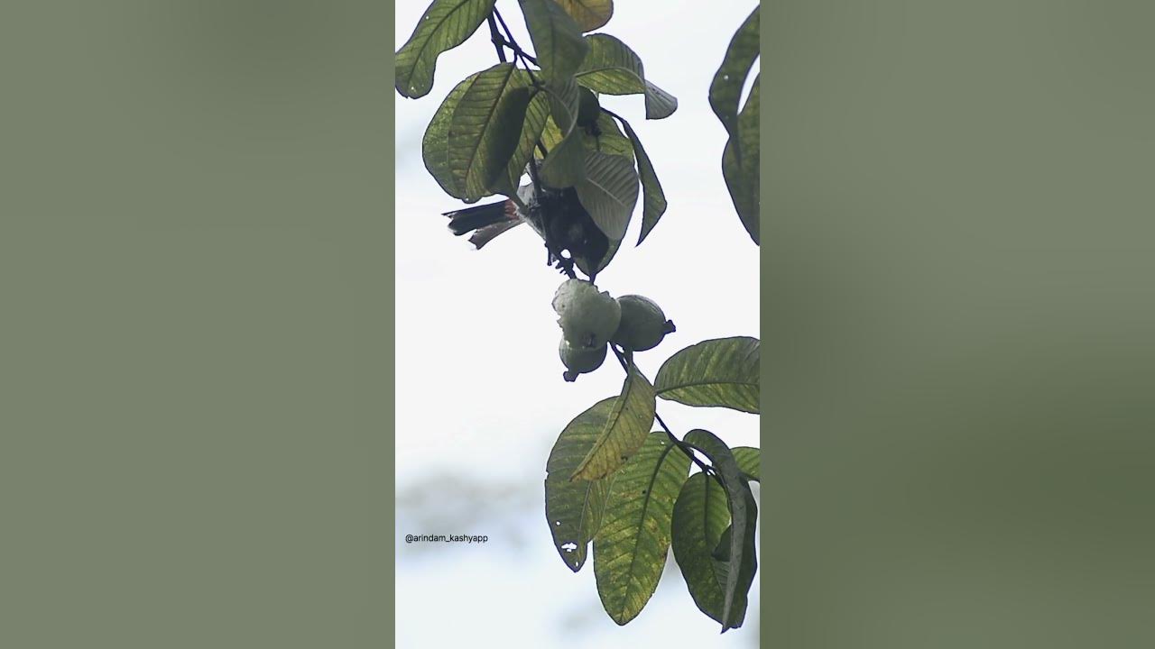 Nature Guava Eating Bird shorts guava birds YouTube