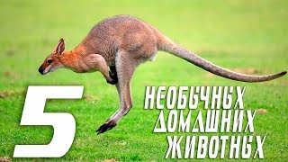 5 необычных домашних животных. 5 необычных домашних животных.