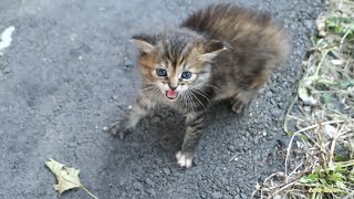 Kitten hisses compilation by Robin Seplut