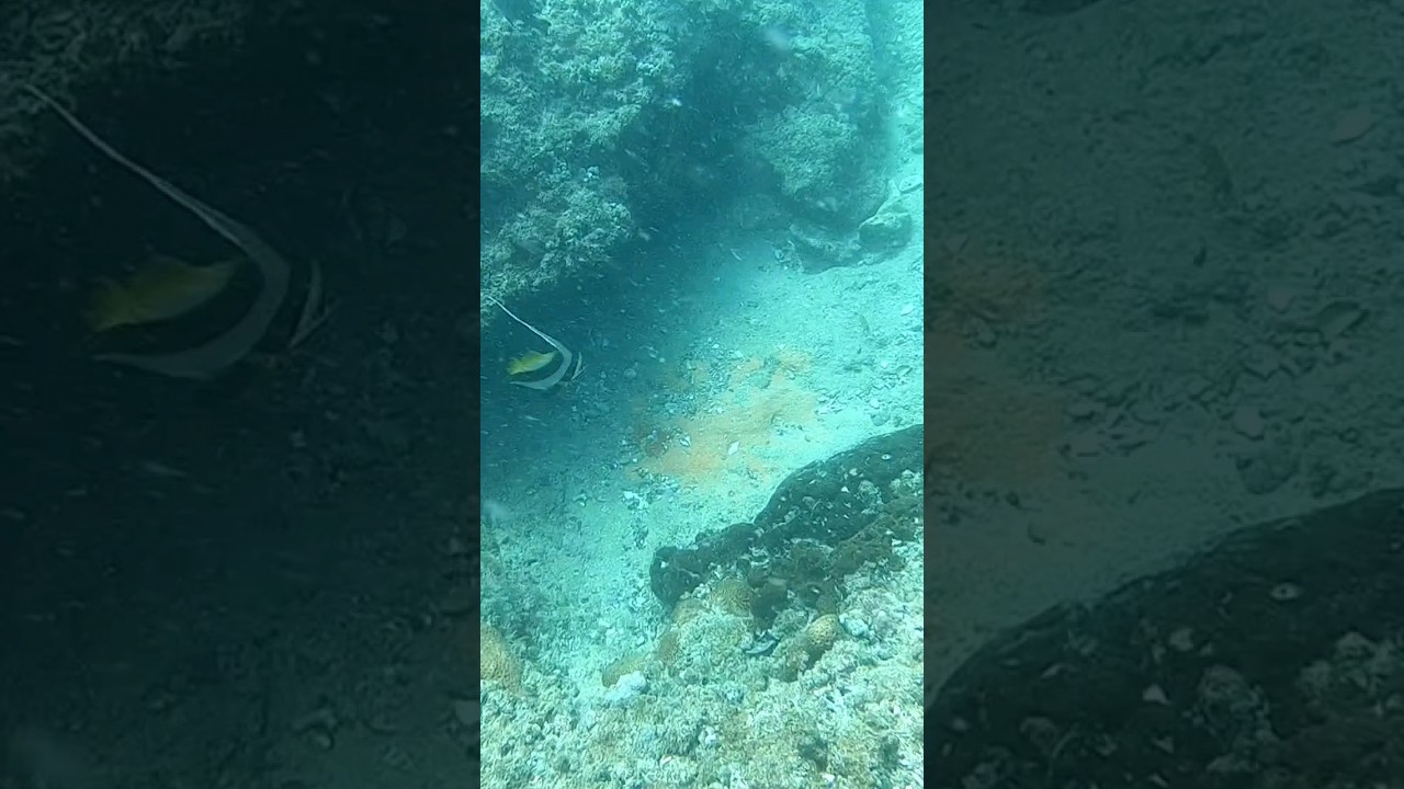 I nearly got knocked out by a bluebone