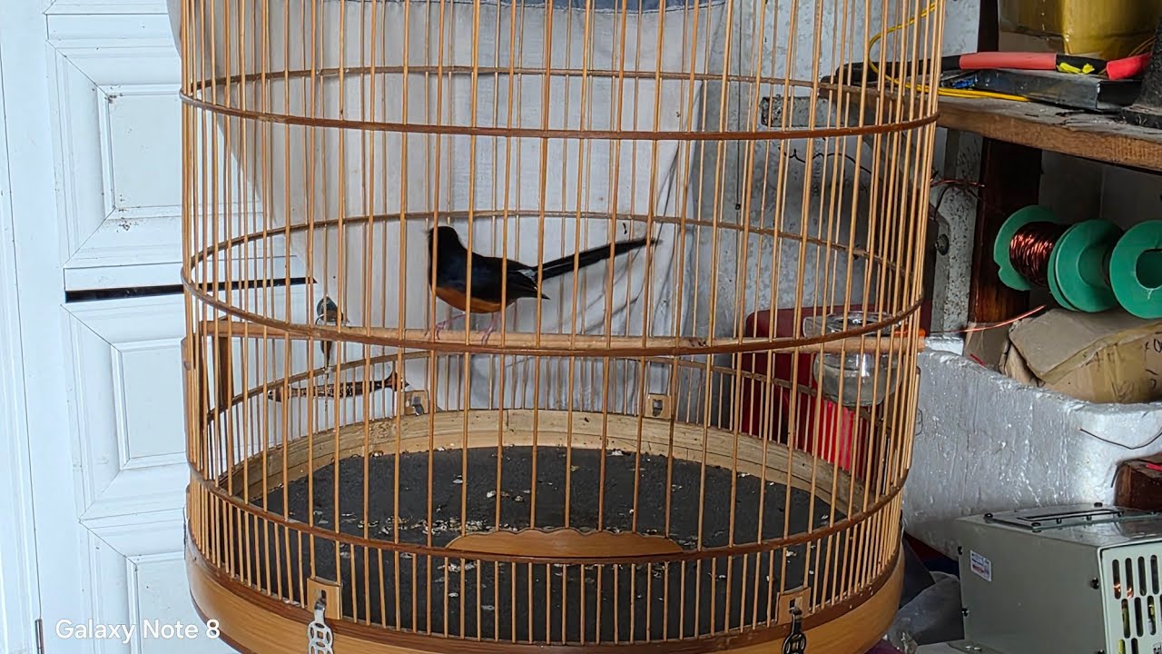 Chim chòe lữa bổi mới mua về ae dưỡng như thế nào giử lữa tránh mất sức và gây hư chim 