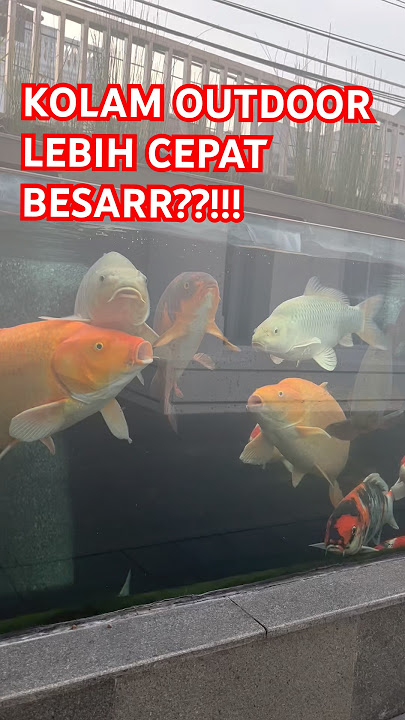 Ternyata kolam outdoor ataupun indoor ada pengaruhnya juga lohh!! #koi #ikankoiberkualitas #fypシ