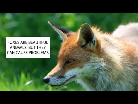 Videó: Rókák távol tartása a kertektől – Hogyan távolítsuk el a rókákat a kertektől