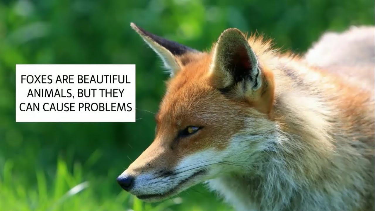 How To Get Rid Of Foxes How To Deter Foxes Uk Catch It Ltd