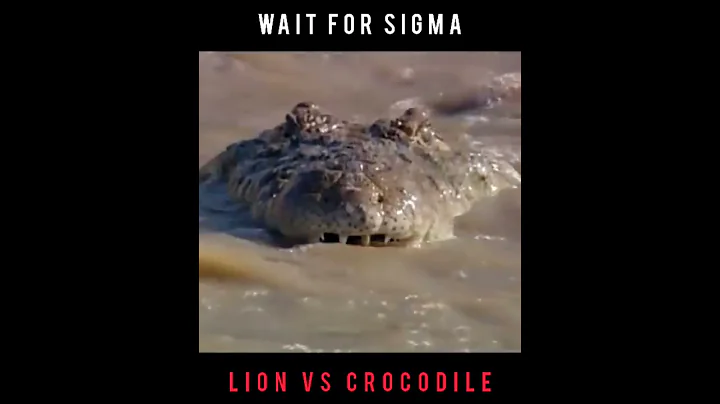 SIGMA RULE LION VS CROCODILE FEARLESS 🔥🔥🔥🔥🔥🔥🔥🔥🔥🔥🔥🔥🔥🔥🔥🔥🔥🔥🔥🔥🔥🔥🔥🔥🔥🔥🔥🔥🔥🔥🔥🔥🔥🔥🔥🔥🔥🔥 - DayDayNews