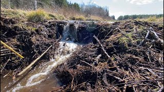 Beaver dam removal || DISMANTLED WHOLE DAM. Drone footage.