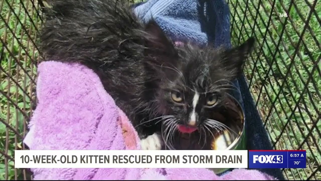 Kitten Saved from Storm Drain!