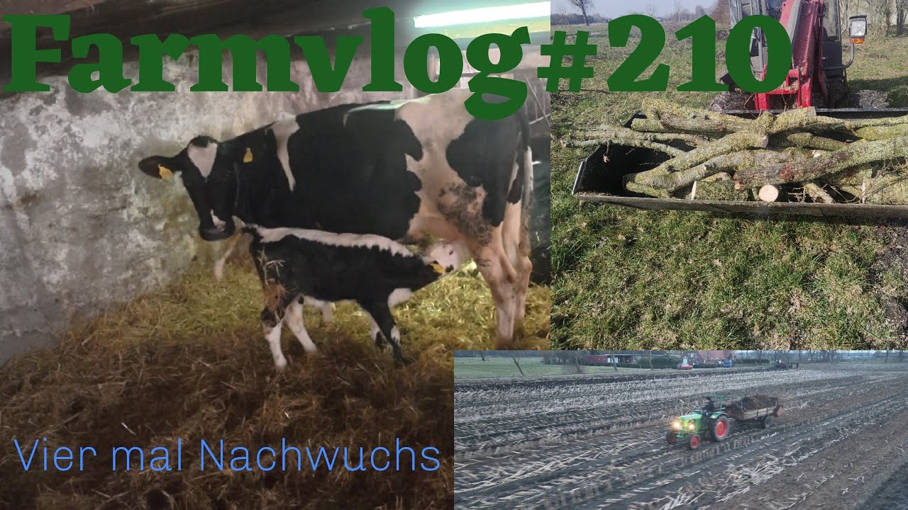 Farmvlog#210 Neue Kälber/ Holz entspurt/ 
