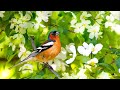 Beautiful Relaxing Music - Strong Positive Energy - Happy Uplifting Morning Meditation Music