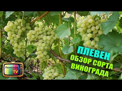 ВИНОГРАД ПЛЕВЕН ОПИСАНИЕ СОРТА