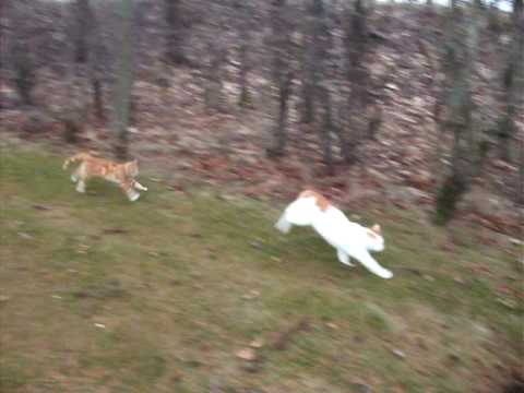 Dees - Ocey the Cat spring attacks the White Cow