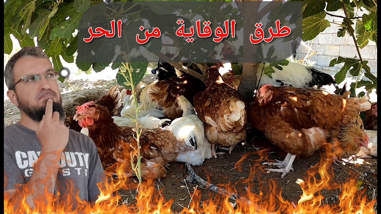 طرق العناية بالحيوانات و الحفاظ عليهم من حر  الصيف ، جولة من الأعمال الصباحية في المزرعة (192)