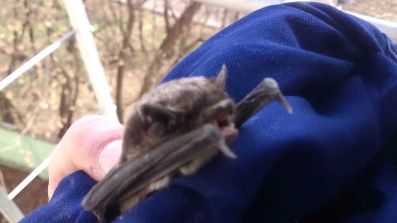 Крик летучей мыши. Screaming bat YouTube