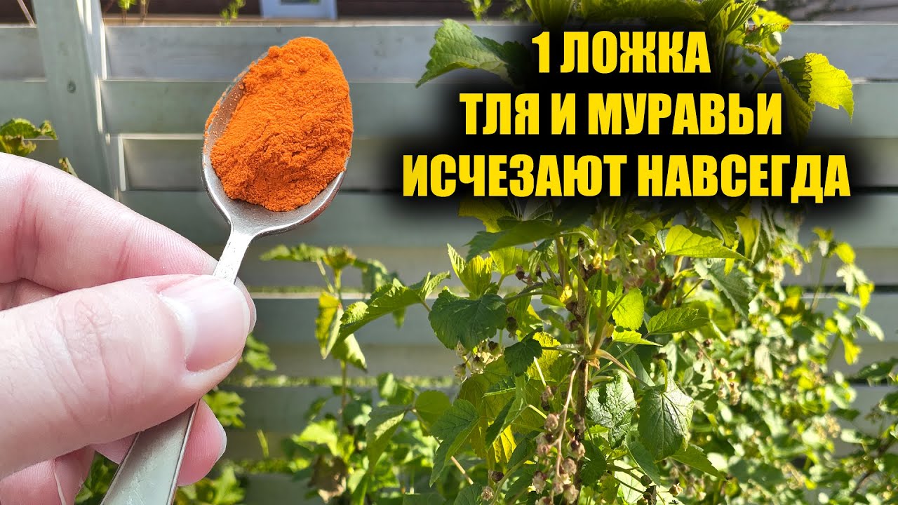 Изображение, демонстрирующее неудачные попытки борьбы с муравьями