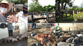 (MUITA DIVERSIDADE) FEIRA LIVRE DE ANIMAIS DE CANAFÍSTULA-AL