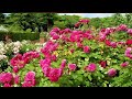 Flower fair | pangpar fair | pangpar zuar | aijal club park | Aizawl | mizoram | mizo | 2025 city