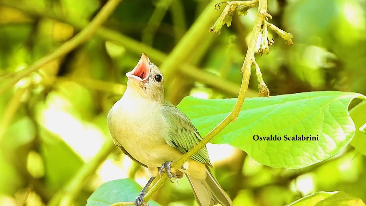 Sanhaçu-cinzento balançando ao vento, Tangara sayaca, Sayaca Tanager