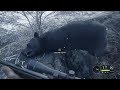Thehunter call of the wild  my first rare on medvev melanistic brown bear
