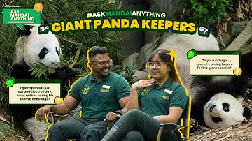 There’s more to our giant pandas than you think! 🐼🐼