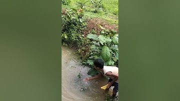 Bhasija ma kagaja danga