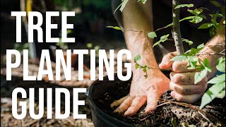 how to plant a tree: the definitive guide to proper planting