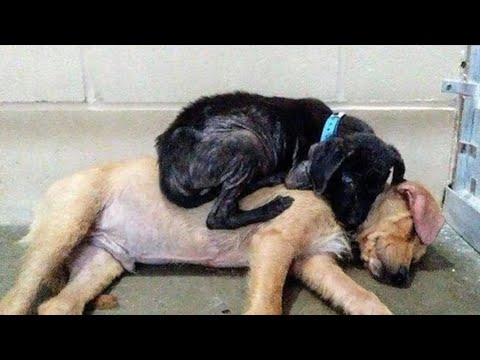 Barınakta uykuya dalmadan önce, bu köpekler birbirlerine sarıldılar, bu onların hayatlarını kurtardı