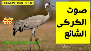 جديد | صوت الكركي الشائع | Common Crane Sound