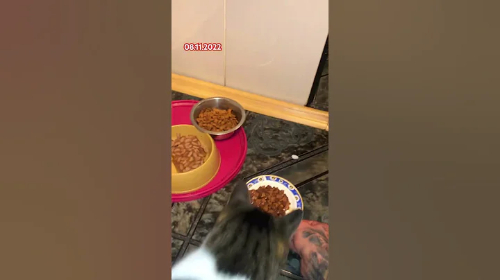 Video 10200021: f1, cat