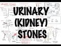 Urinary/Kidney Stones - Overview (signs and symptoms, risk factors, pathophysiology, treatment)