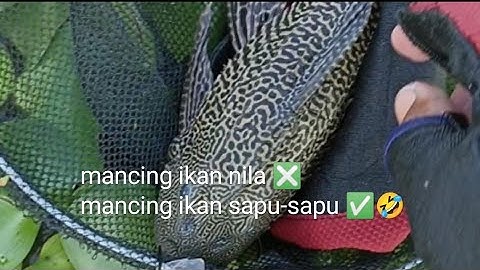 KE DANAU TEMPE MANCING IKAN NILA MALAH YANG TERPANCING IKAN SEPERTI INI #mancing#ikannila