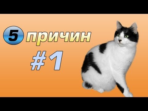 Пять причин #1 - Почему стоит держать дома кота | Только на ДноTV Пять причин #1 - Почему стоит держать дома кота | Только на ДноTV