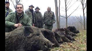 Wild boar hunting - Serbia - Vojvodina -  Lov divlje svinje - Srbija