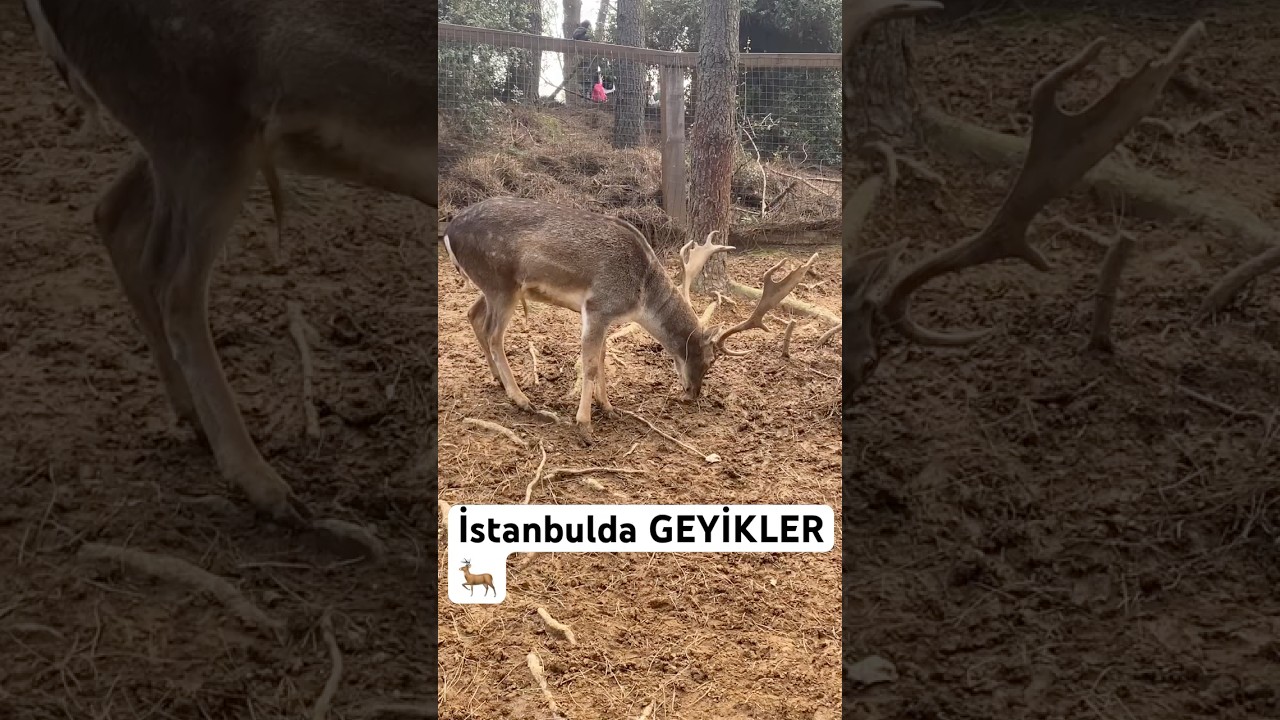 Şehrin içinde geyikler… 🦌🌲