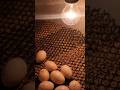 10 dollars incubator with 500 eggs #shorts #diy #chicken #egg #shortvideo