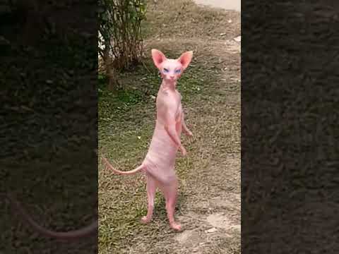 Patli kamariya Billi Dance 😻😺 #shorts #viralshorts  #catvideos