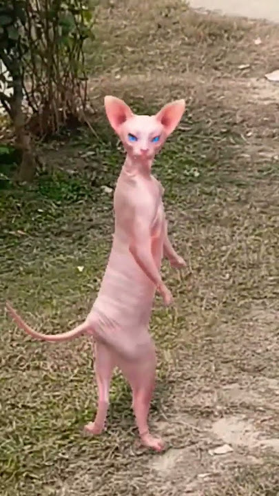 Patli kamariya Billi Dance 😻😺 #shorts #viralshorts  #catvideos