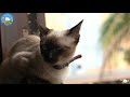Cute cats and baby cats  tut dut funny new cute cate 2021