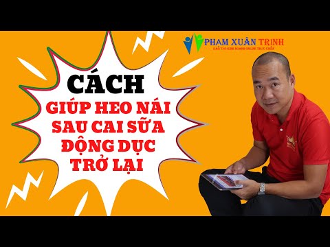 Cách giúp heo nái sau cai sữa động dục trở lại hiệu quả cùng bác sĩ thú y Phạm Xuân Trịnh