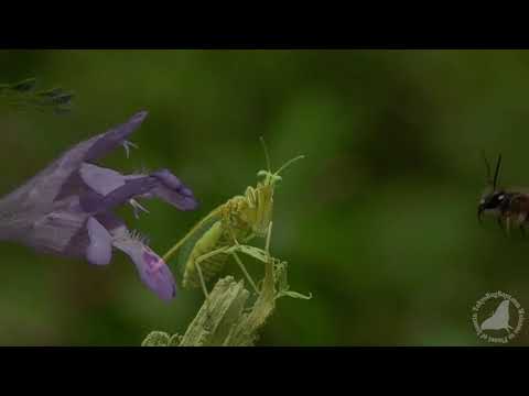 Bach and Insects| Concerto in Fm Bach Bach and Insects| Concerto in Fm Bach