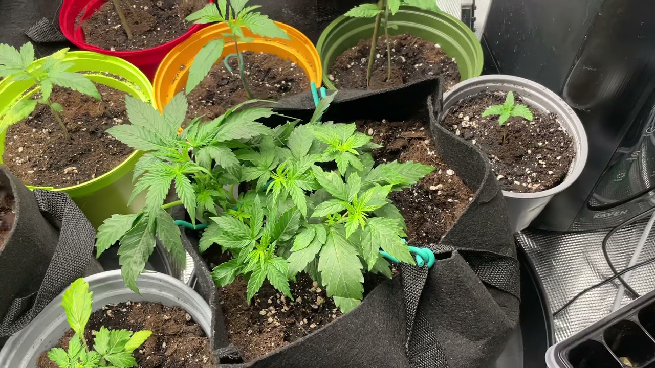 Dzień 14 (cannagram.pl)