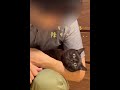 飼い主の脇の間からぬるっと抜けていく黒猫