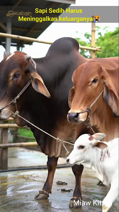 Sapi sedih di hari idul adha😭#iduladha2025 #takbiran #sapi