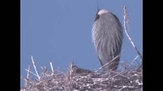 May 1, 2024  Two Heron Chicks Thriving by Ronald Hunt 31 views 4 weeks ago 3 minutes, 43 seconds