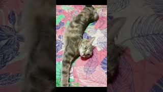 CUTE LITTLE TIGER "SQUISHY" #asmr #highlights #reaction #satisfying #asmr #supportme #subscribe