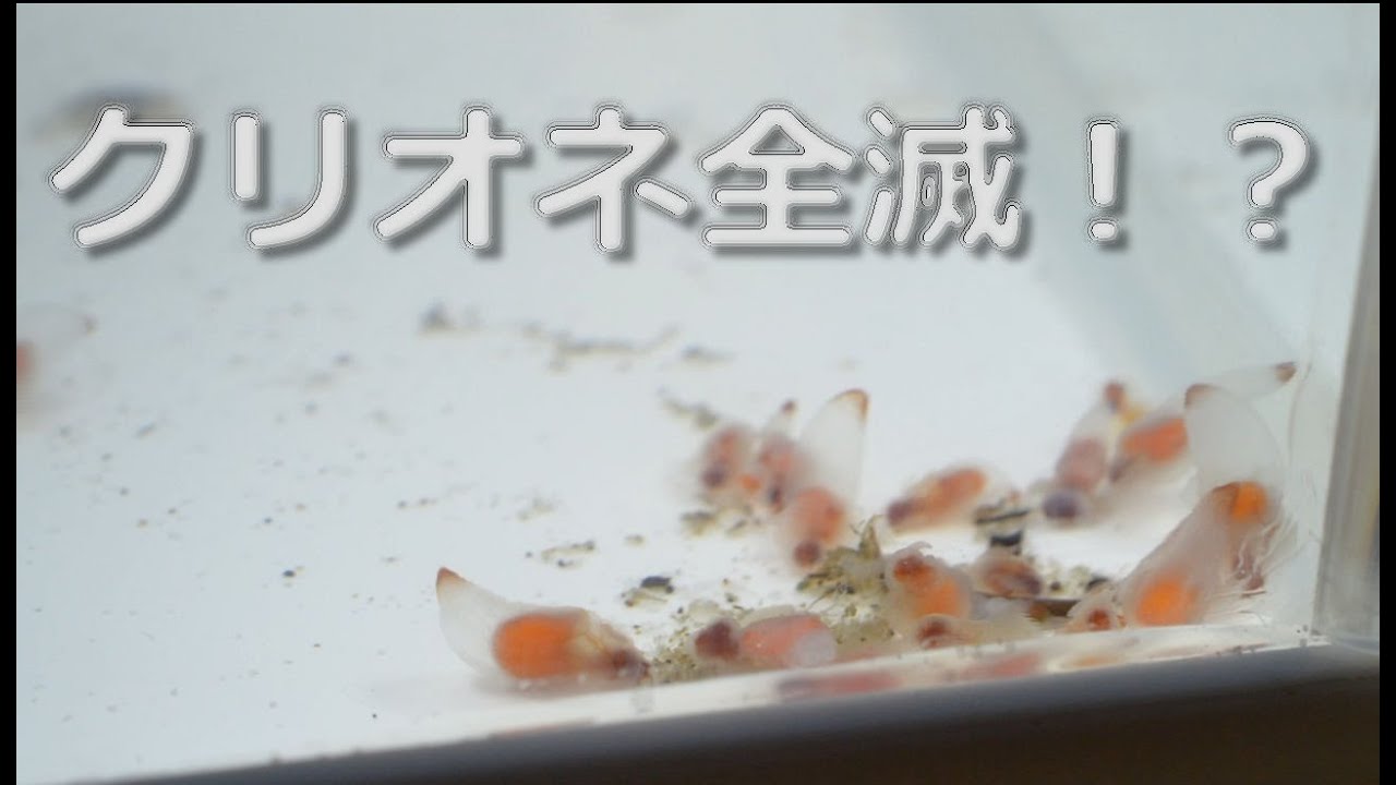 クリオネ全滅 アクアリウム Youtube クリオネ全滅 アクアリウム Youtube