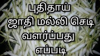 புதிதாய் ஜாதிமல்லி செடி வளர்ப்பது எப்படி/பிச்சி செடி/How to grow new jathimalli/pichi/jasminum plant