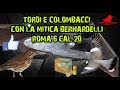 Tordi e colombacci con la mitica Bernardelli Roma 6 Cal.20